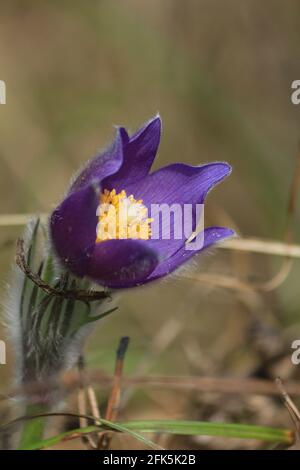 Pulsatilla patens, paqueflower de l'est, propagation de l'anémone. Bouton violet ouvert de fleur de forêt de printemps avec centre jaune orange à l'extérieur au printemps Banque D'Images