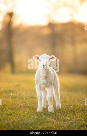 Mouton blanc d'agneau au coucher du soleil doré Banque D'Images