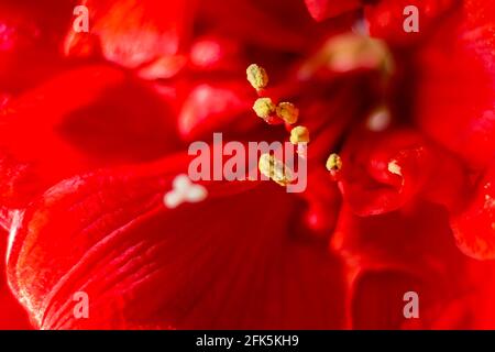 Photo macro de belles fleurs rouges brillantes Amaryllis STAMENS Banque D'Images