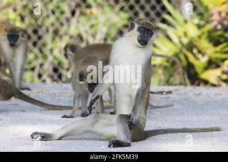 FORT LAUDERDALE, FL - AVRIL 28 : (pas de vente New York Post) UN grand groupe de Wild Vervet Monkeys (non originaire de Floride mais le singe le plus commun trouvé en Afrique subsaharienne) ont été repérés en prenant le petit déjeuner près de l'aéroport international de fort Lauderdale Rent A car terminal. En 1948, les ancêtres de ces singes ont échappé d'un zoo en bord de route appelé Dania Beach Chimpanzee Farm (qui les avait fait pour la recherche.) et maintenant, les singes peuvent être vus manger tout, des sacs de frites aux ampoules jetées et aux déchets le 28 avril 2021 à fort Lauderdale, Les gens de Floride: Singe vervet Banque D'Images