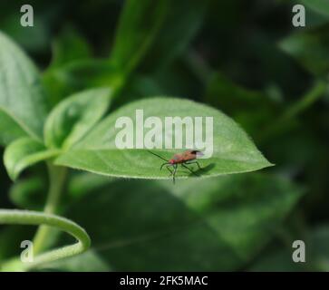 Gros plan sur un insecte rouge et noir une feuille avec la feuille Banque D'Images