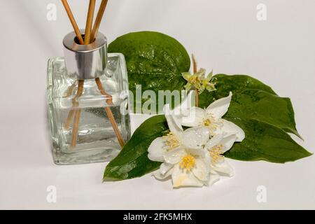 Fleurs de jasmin blanches avec gouttes d'eau et arôme naturel de bâton sur fond blanc. Concept spa Banque D'Images