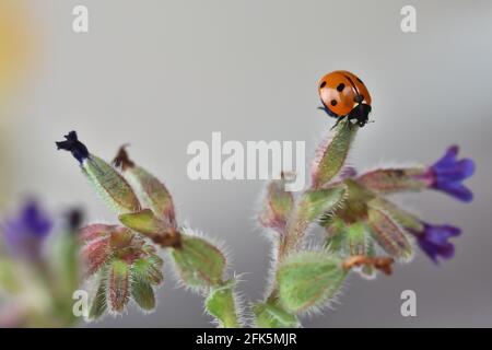 Détail de coccinelle rouge sur des fleurs sauvages pourpres, blanches et jaunes Banque D'Images