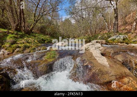 Petite cascade de la rivière Cerves dans une petite rivière dans la région de Galice, Espagne. Banque D'Images