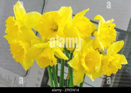 Jonquilles jaunes à grand couronne avec couronne ondulée. Cette fleur de printemps est l'une des plus anciennes. Banque D'Images