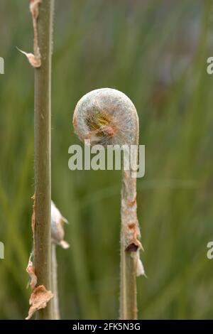 Gros plan d'un bourgeon de la fougère royale (Osmunda regalis) sur fond vert. Banque D'Images