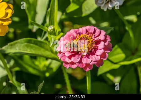 Une seule abeille collectant le pollen de la fleur rose de zinnia gros plan dans un champ plein de zinnies colorées sur un journée ensoleillée en été Banque D'Images