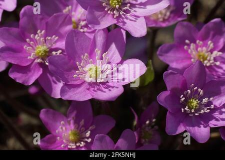 Anemone hepatica rose jardin d'hépatiques (common hepatica, hépatique, kidneywort, ombelle), Hepatica nobilis a révélé au début du printemps dans le jardin. Banque D'Images