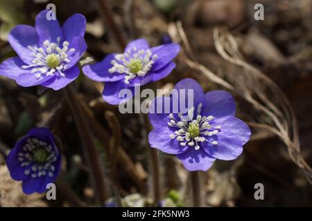 Jardin hepatics Anemone hepatica (hepatica commun, liverwort, kidneywort, pennywort), Hepatica nobilis révélé au début du printemps dans le jardin. Banque D'Images