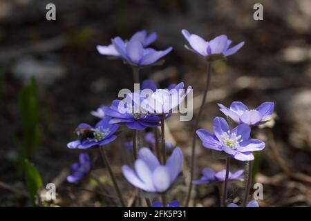 Jardin hepatics Anemone hepatica (hepatica commun, liverwort, kidneywort, pennywort), Hepatica nobilis révélé au début du printemps dans le jardin. Banque D'Images