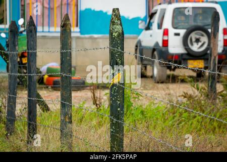 Le Finch de Saffron (Sicalis flaveola), l'oiseau jaune est debout sur une grille métallique Banque D'Images