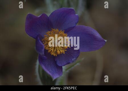 Une pulsatilla pleine fleur patens bourgeon avec des pétales violets et un centre jaune gros plan en plein air au printemps. Tête de fleur de paqueflower de l'est. Banque D'Images