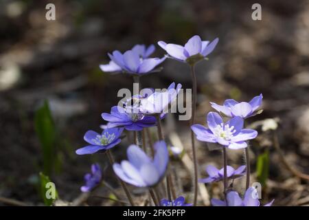 Jardin hepatics Anemone hepatica (hepatica commun, liverwort, kidneywort, pennywort), Hepatica nobilis révélé au début du printemps dans le jardin. Banque D'Images