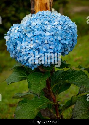 Fleur bleue connue sous le nom de Hortensia, Penny Mac ou Bigleaf, French, Lacecap ou Mophhead Hydrangea, (Hydrangea macrophylla) Banque D'Images