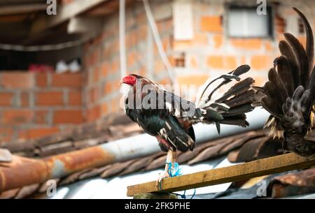 Coq en captivité, avec une jambe attachée à une planche en bois pour l'empêcher de s'échapper Banque D'Images