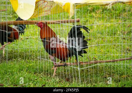 Coq en captivité, enfermé dans une boîte métallique dans un jardin Banque D'Images