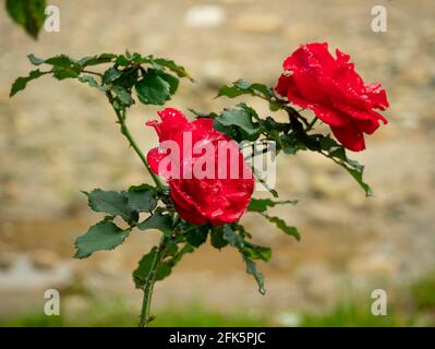 Rose de Chine connue sous le nom de rose Bengale, cramoisi ou Beauté (Rosa chinensis), belles fleurs rouges poussant dans le jardin Banque D'Images