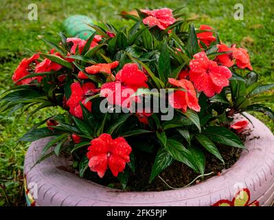 Les Impatiens de Nouvelle Guinée (Impatiens hawkeri), une belle fleur rouge plantée dans un pneu dans un jardin Banque D'Images