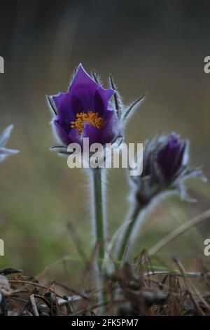 Patens Pulsatilla. Espèces de plantes menacées. Gros plan de la fleur de paqueflower de l'est pourpre dans les villosités argentées. Fleur pourpre avec centre orange jaune. Banque D'Images