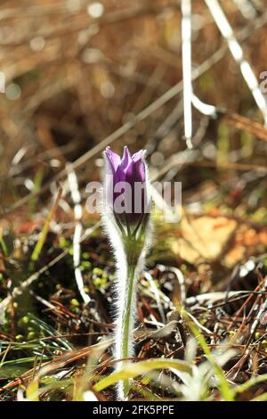 Espèces de plantes menacées. Fleur pourpre de paqueflower de l'est dans une forêt défrichement éclairée par le soleil. Patens Pulsatilla. Banque D'Images