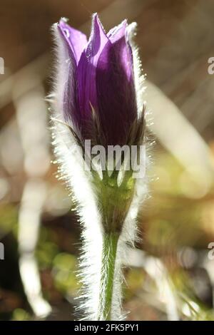 La fleur pourpre de Pulsatilla patens avec des bandes argentées sur les pétales et la tige en lumière du soleil le jour du printemps dans une glade forêt. Verticale. Gros plan. Banque D'Images