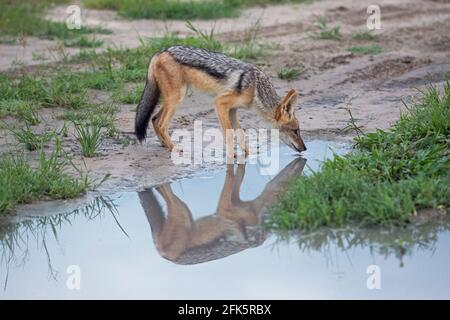 Jackal à dos noir (Canis mesomelas). Se tenir à côté d'une flaque d'eau douce laissée par une récente douche à effet pluie. Boire. Réflexion de l'animal. Botswana. Banque D'Images