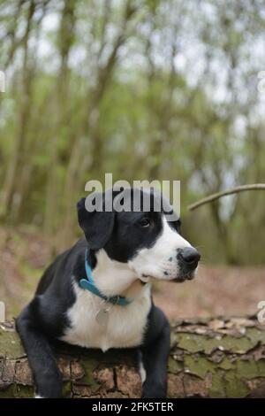 Le chien penche sur un tronc d'arbre dans la forêt Banque D'Images