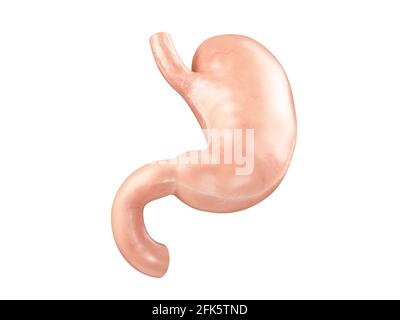 Illustration 3d réaliste et anatomique de l'organe interne humain - estomac avec duodénum isolé sur fond blanc Banque D'Images