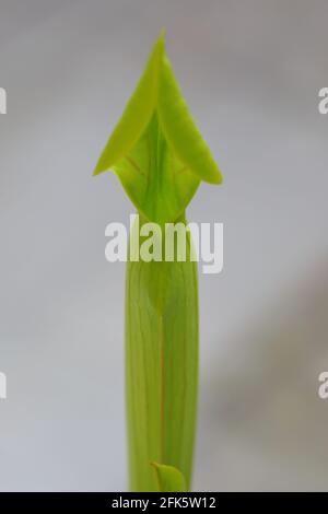 Une feuille de plante pichet (Sarracenia) presque ouverte Banque D'Images