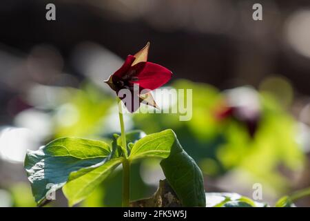 Trillium erectum, le trillium rouge, également connu sous le nom de wake Robin, Purple trillium, Bethroot ou Benjamin puant Banque D'Images