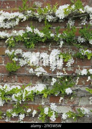 Des couches de printemps blanc fleurissent sur un arbre de fruits en espalied contre un mur de briques rouges. Banque D'Images