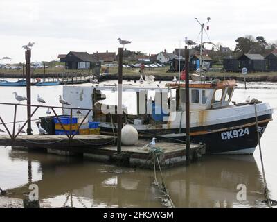 Des mouettes entourent un bateau de pêche à l'étape de l'atterrissage le long du quai du port de Southwold dans le Suffolk. Banque D'Images