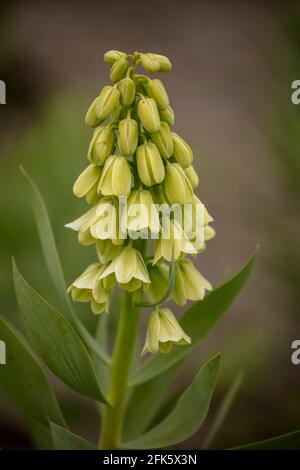 Fritillaria persica 'Ivory Bells', frillaire 'Ivory Bells', gros plan de fleurs, arrière-plan hors foyer Banque D'Images