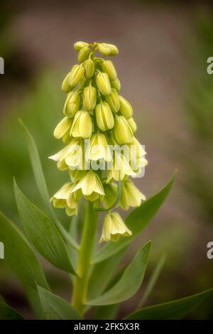 Fritillaria persica 'Ivory Bells', frillaire 'Ivory Bells', gros plan de fleurs, arrière-plan hors foyer Banque D'Images