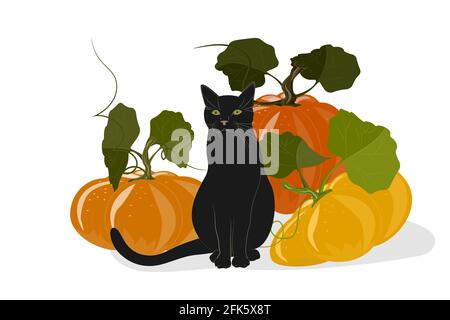 Un jeune chat noir est assis à côté de grandes citrouilles. Illustration d'automne avec une récolte de citrouilles pour Halloween ou cartes de vœux. Isoler le clip art vectoriel Illustration de Vecteur