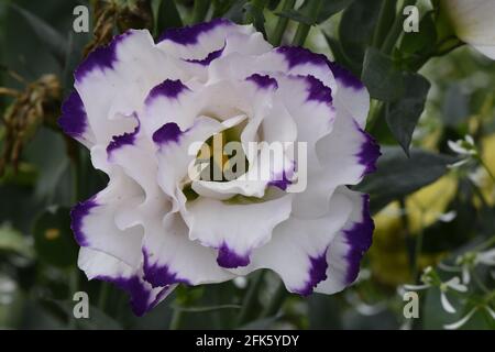 Gros plan de la fleur blanche de Lisianthus à bout violet pétales et fond vert Banque D'Images