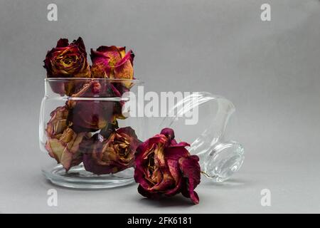 Roses séchées dans un pot en verre sur fond gris Banque D'Images