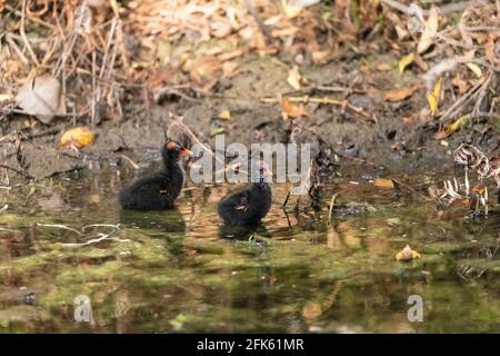 Petite poussette commune de gallinule Gallinula galeata fourrages pour la nourriture dans un marais de Naples, Floride. Banque D'Images