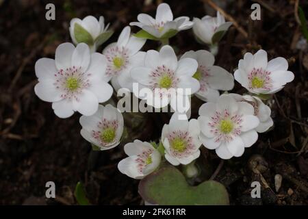 Hepatics blancs de jardin Anemone hepatica (hepatica commun, livermoort, kidneywort, pennywort), Hepatica révélé au début du printemps dans le jardin. Banque D'Images