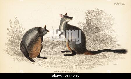 Wallaby roc à queue brousse ou wallaby roc à petites oreilles, Petrogale penicillata. Kangourou à queue de pinceau, Macropus penicillatus. Gravure en acier de couleur main par Lizars d’après une illustration de George Robert Waterhouse de son Marsupialia ou de ses animaux pouchés, Volume XI de la Bibliothèque du naturaliste, W. H. Lizars, Édimbourg, 1841. Waterhouse (1810-1888) était conservateur au musée de la Zoological Society of London. Banque D'Images