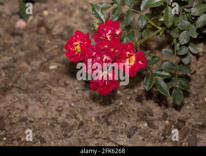 Rosa spithamea est une espèce de rose connue par le sol du nom commun de rose et de la côte rosé. Où il est cultivé dans un jardin Banque D'Images