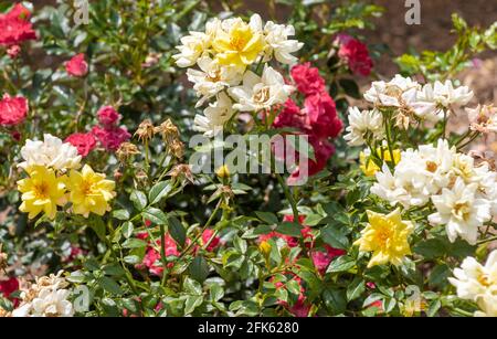 Rosa spithamea est une espèce de rose connue par le sol de la rose commune et de la rose côtière. Il est cultivé dans un jardin Banque D'Images