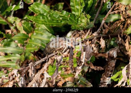 Fuzzy juvénile petit heron vert Butorides virescens perches sur une branche au-dessus d'un étang à Naples, Floride Banque D'Images