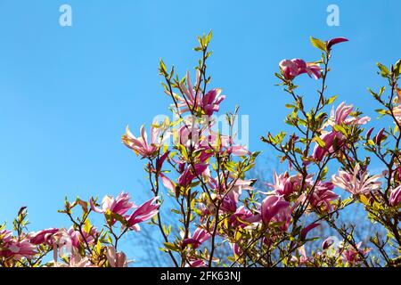 Rose magnolia hybrida George Henry Kern arbre avec fleurs aux jardins de Hampstead Heath Pergola, Londres, Royaume-Uni Banque D'Images