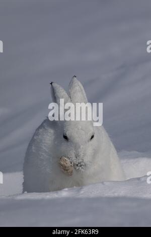 Le lièvre arctique mâche sur son pied tout en étant assis dans la neige, près d'Arviat, au Nunavut Banque D'Images