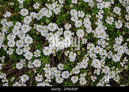 L'image est remplie de fleurs blanches dainty et de feuilles vertes de candytuft vivace. Banque D'Images