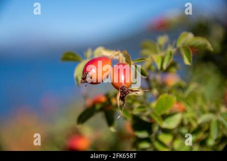 Mûrissement des fruits d'une rosehip sauvage en Patagonie Banque D'Images