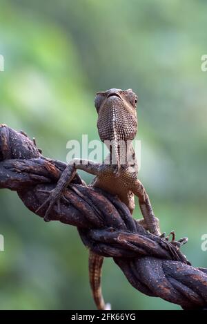 Dragon de forêt femelle ( Gonocephalus chamaeleontinus ) en mod défensif Banque D'Images