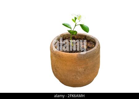 Gros plan plante plantule de Orange Jessamine (Murraya paniculata) ou de la porcelaine Box Tree, Andaman Satinwood en pot sur fond blanc.Saved with clipping p Banque D'Images