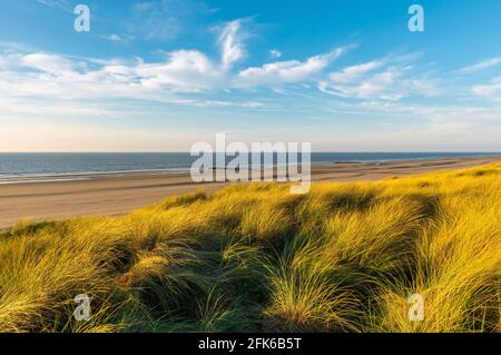 Vent soufflant à travers les herbes des dunes dans les dunes de sable de la plage d'Ostende (Ostende) au coucher du soleil, Mer du Nord, Belgique. Banque D'Images